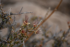 Purshia ericifolia