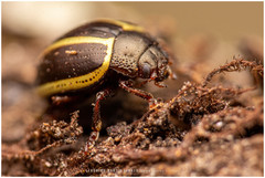 Desmogramma