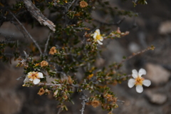 Purshia ericifolia