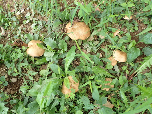 Suillus