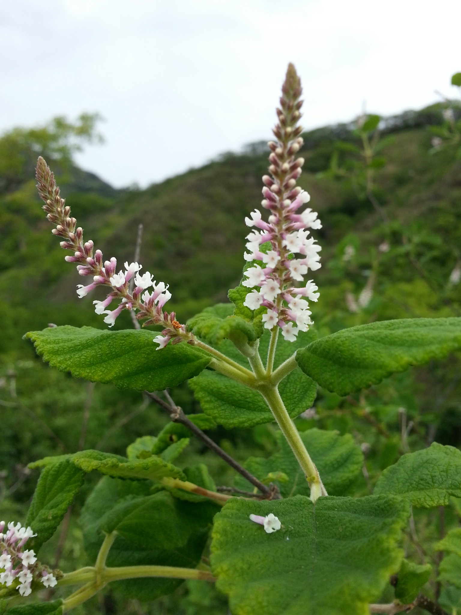 Aloysia scorodonioides image