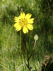 Kyhosia bolanderi