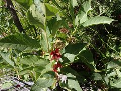 Lonicera involucrata involucrata