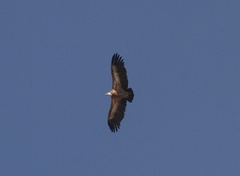 Gyps fulvus