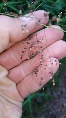 Isachne distichophylla