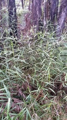 Isachne distichophylla