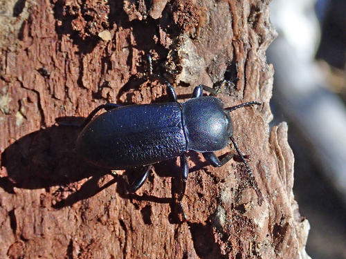 iNaturalist observation photo of Scotobaenus
