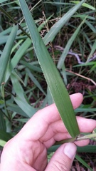 Isachne distichophylla