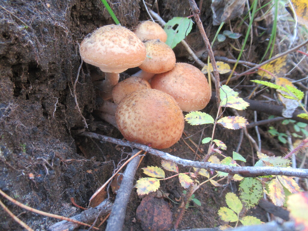 Armillaria borealis · September 2025 · photo: © smsergey (iNaturalist, cc-by-nc)