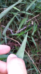 Isachne distichophylla