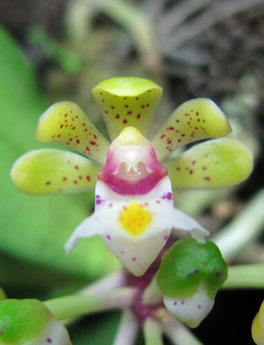 Gastrochilus puncticulatus