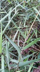 Isachne distichophylla