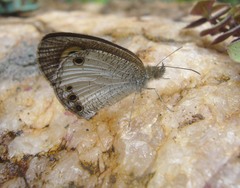 Ypthima ceylonica