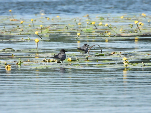Black Tern