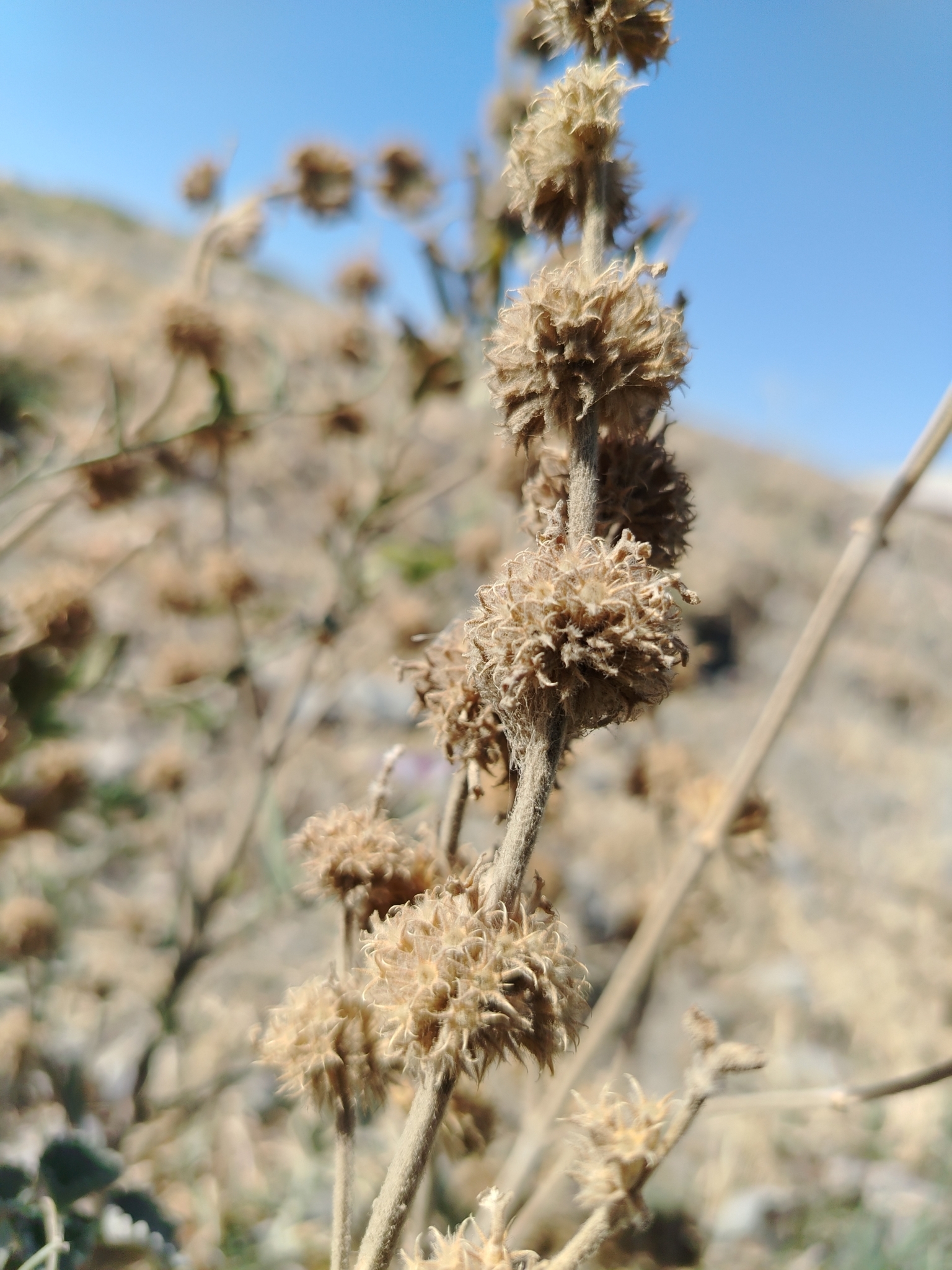 Marrubium anisodon