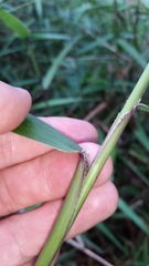 Isachne distichophylla