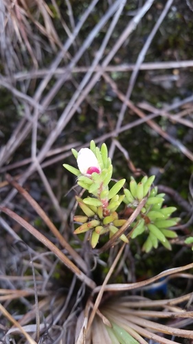Portulaca sclerocarpa A.Gray