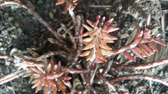 Portulaca sclerocarpa