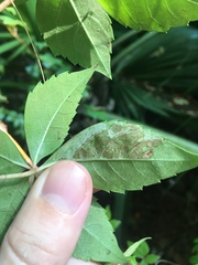 Phyllocnistis ampelopsiella