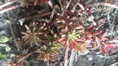 Portulaca sclerocarpa