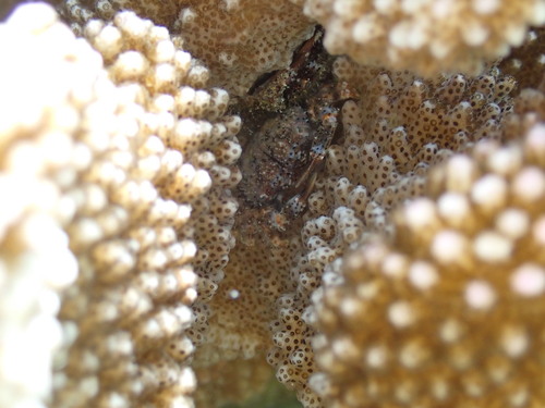 Domecia hispida observed 2025-05-17