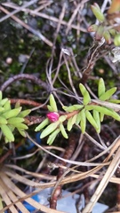 Portulaca sclerocarpa