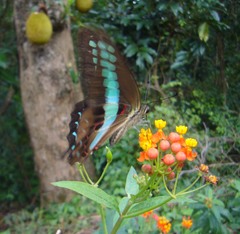 Graphium teredon