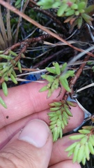 Portulaca sclerocarpa