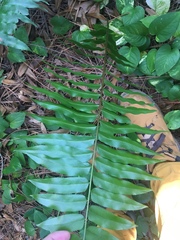 Nephrolepis biserrata