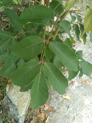 Magnoliopsida