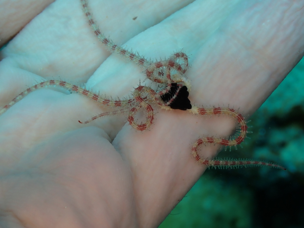 Ophiomastix elegans