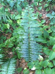 Nephrolepis biserrata