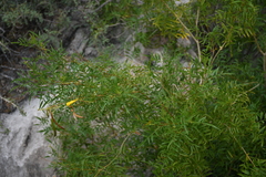 Tecoma stans angustata