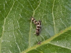 Zapyrastra calliphana