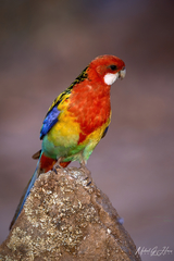 Platycercus eximius elecica