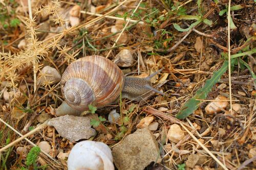 Helix cincta