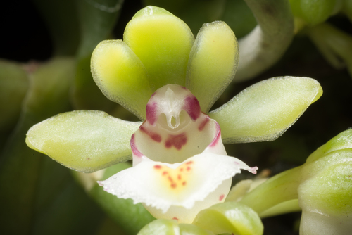 Tamra gastrochilus (Gastrochilus japonicus)