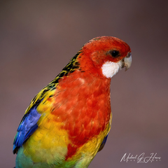 Platycercus eximius elecica