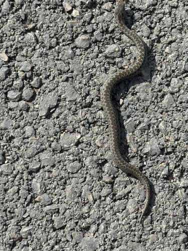 Meadow Viper