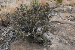 Purshia ericifolia