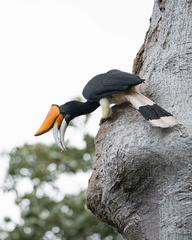 Rhinoceros Hornbill photo 3