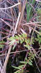 Portulaca sclerocarpa