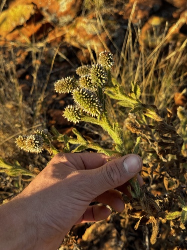 Apple Bush