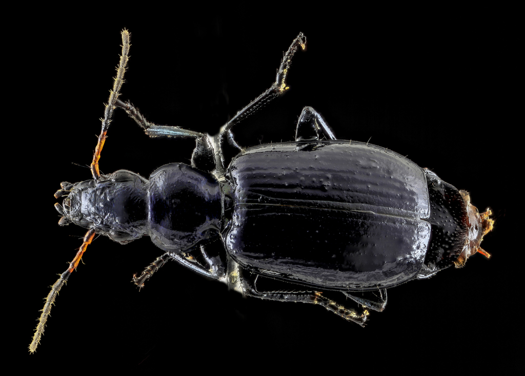 Philophuga viridis