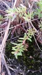 Portulaca sclerocarpa