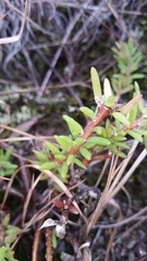 Portulaca sclerocarpa