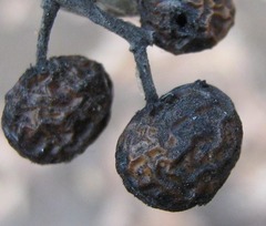Ozoroa paniculosa