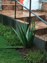 Aloe vera