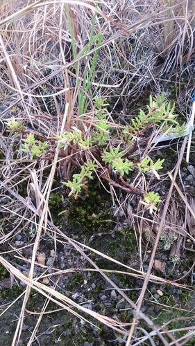 'ihi makole (Portulaca sclerocarpa)