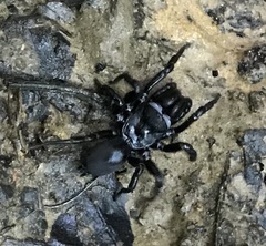 Sphodros niger